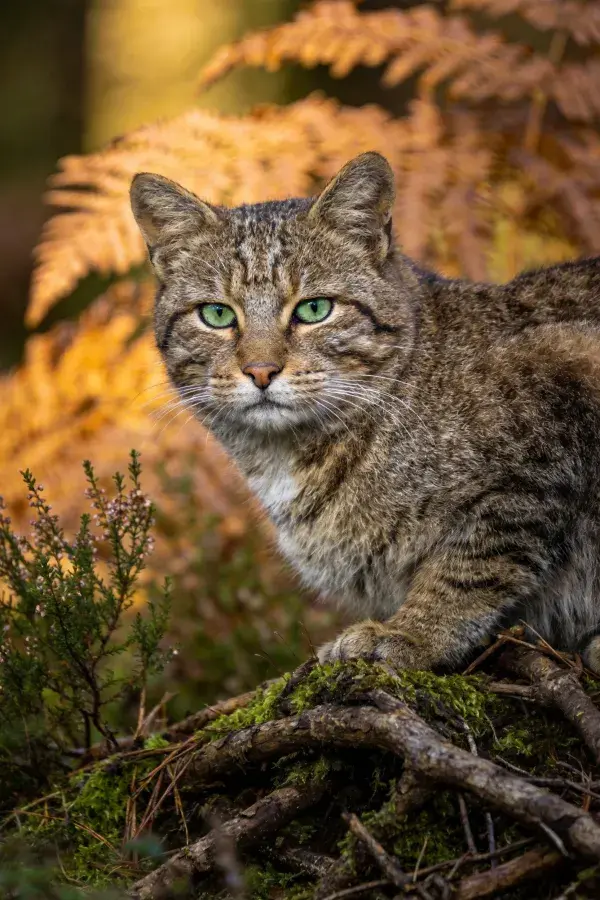 森林中栖息的森林野猫特写