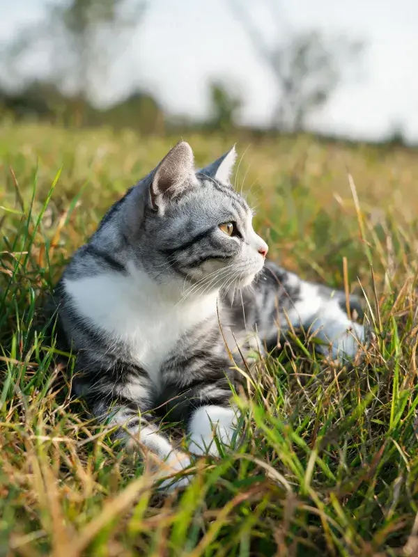 草地上的灰白虎斑短毛猫姿态
