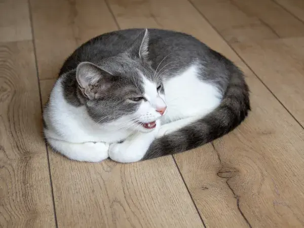室内木地板上灰白短毛家猫的特写