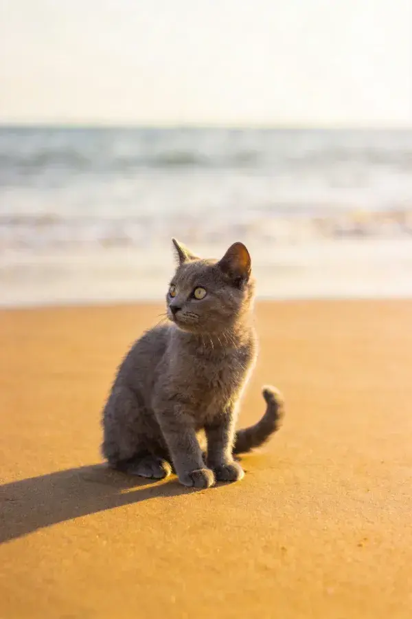 沙滩上的灰色俄罗斯蓝猫