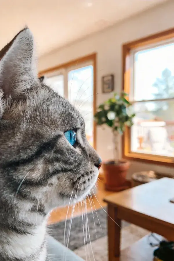 室内窗边眺望的灰虎斑短毛猫