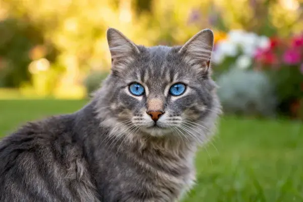 花园中蓝眼虎斑长毛猫