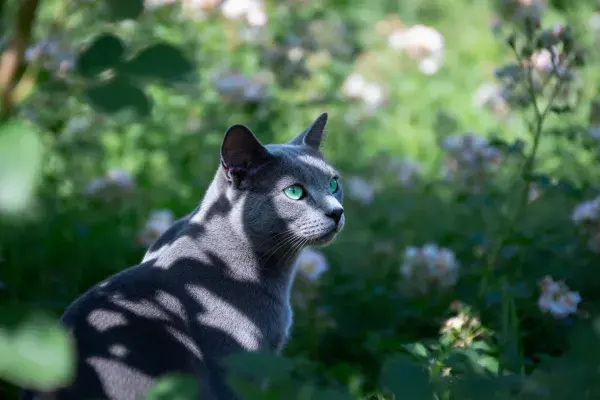 阳光花丛间的蓝猫景象