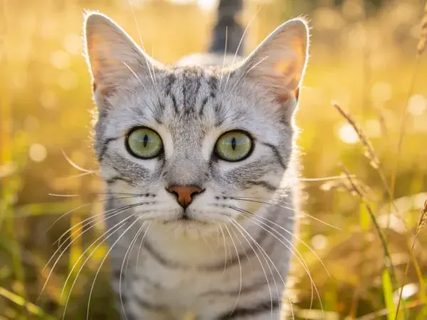 阳光下草地里的银渐层短毛猫特写
