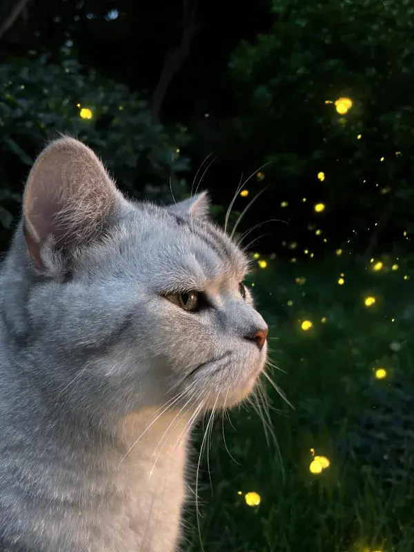 夜晚草地萤火虫旁的灰色短毛猫