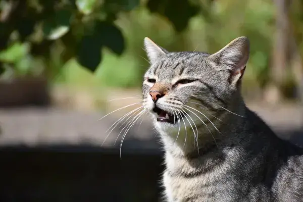 户外阳光下的短毛虎斑猫