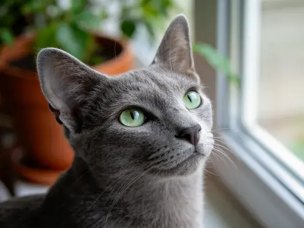窗边蓝灰短毛猫观察户外景象特写