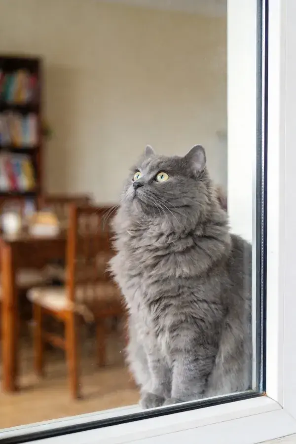 室内窗边英国长毛猫眺望场景