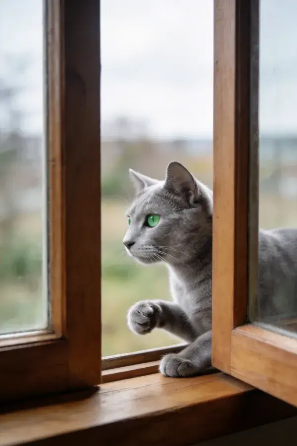 木质窗框中俄罗斯蓝猫眺望
