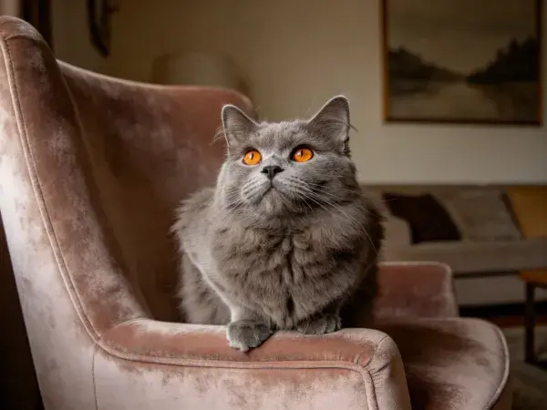 英国短毛猫静坐粉色扶手椅上