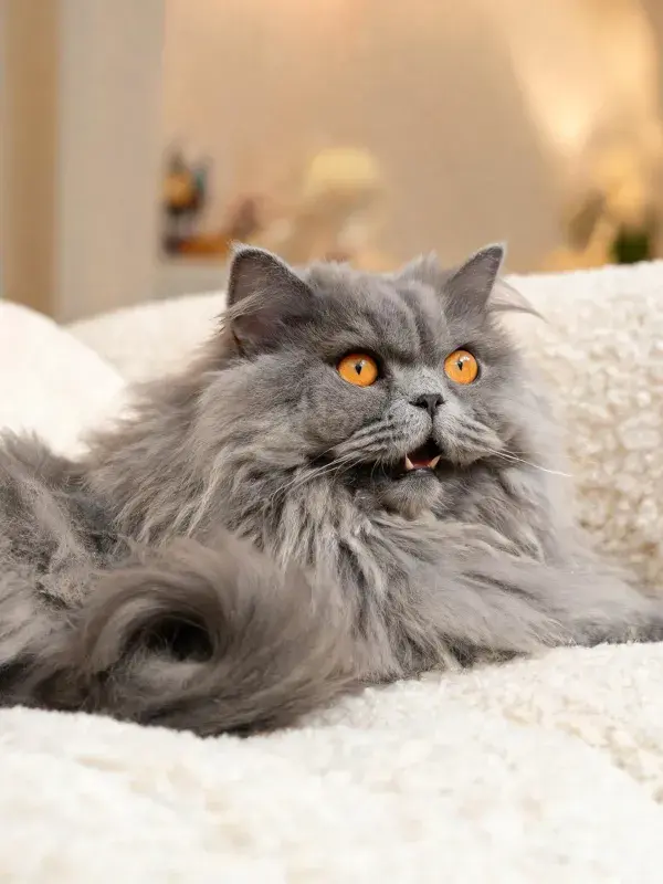长毛灰色波斯猫在软垫上的姿态
