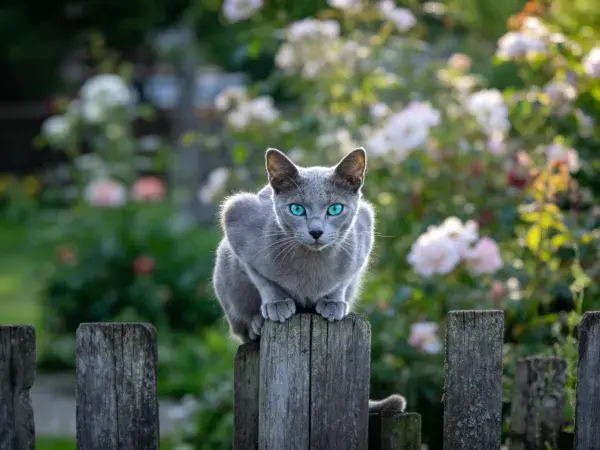 灰色俄罗斯蓝猫站在木栅栏上