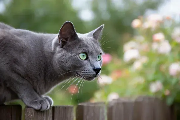 木栅栏上的灰色俄罗斯蓝猫