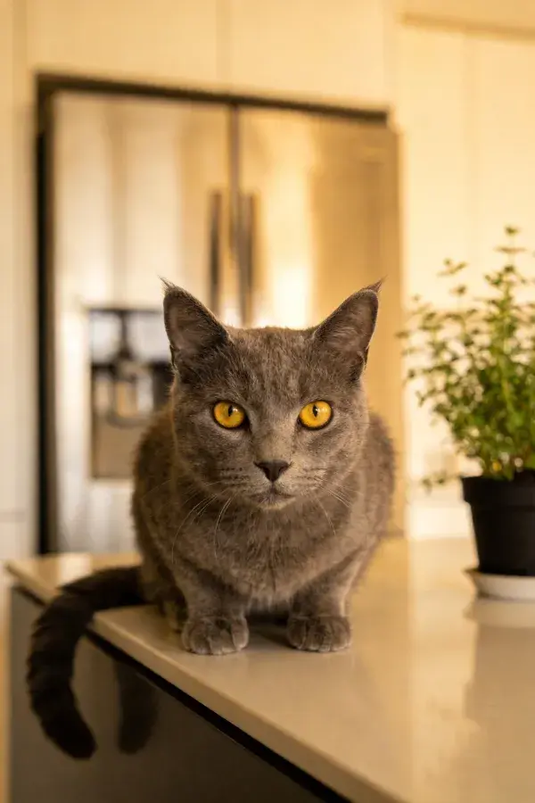 厨房台面上的灰俄罗斯蓝猫