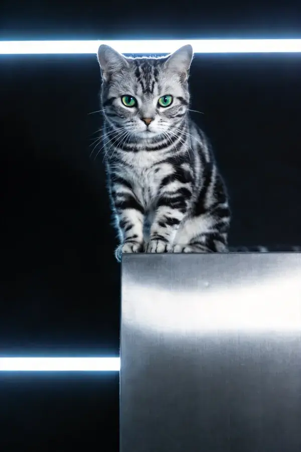 银虎斑短毛猫在金属平台上