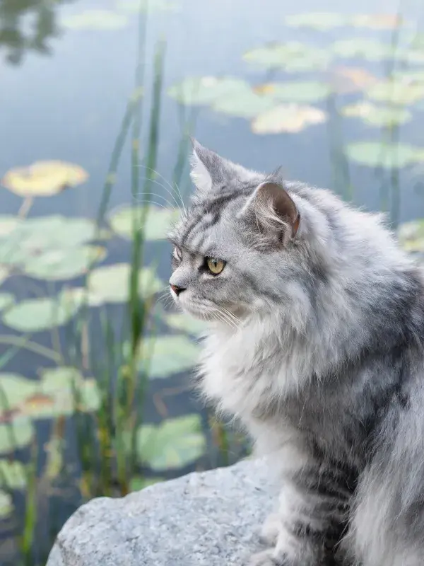 银灰虎斑长毛猫在水畔岩石处的观察姿态
