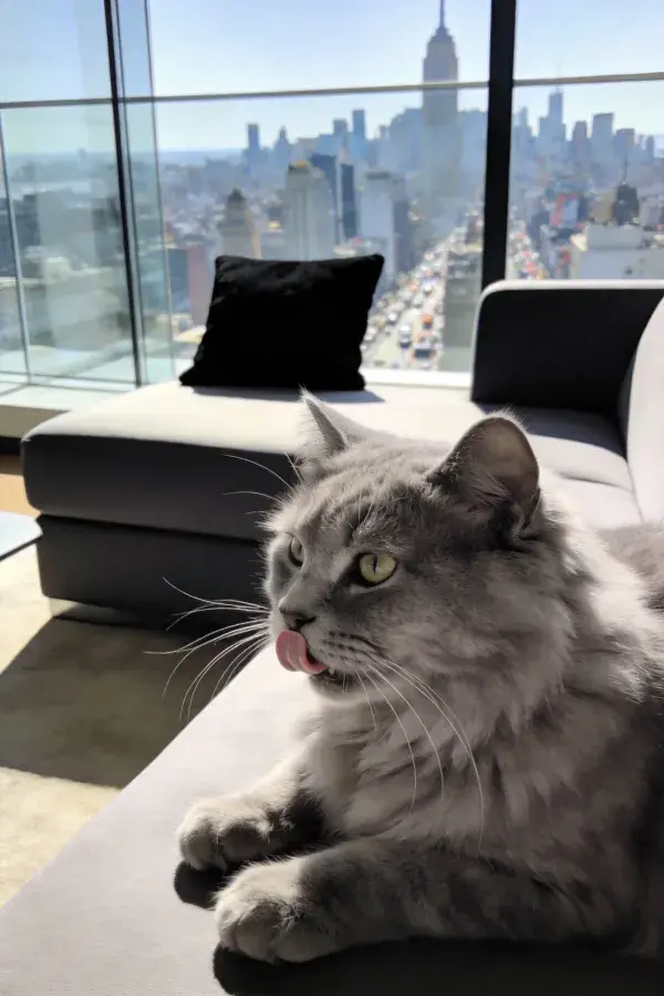 缅因猫舔鼻坐在现代高层客厅