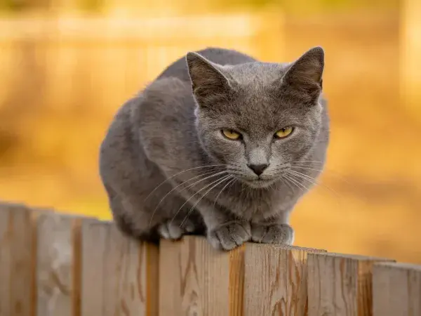 灰短毛猫趴在木栅栏上