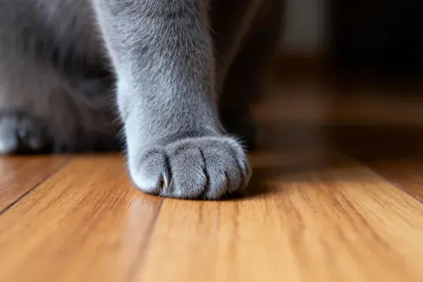 灰色英国短毛猫爪子接触木地板瞬间