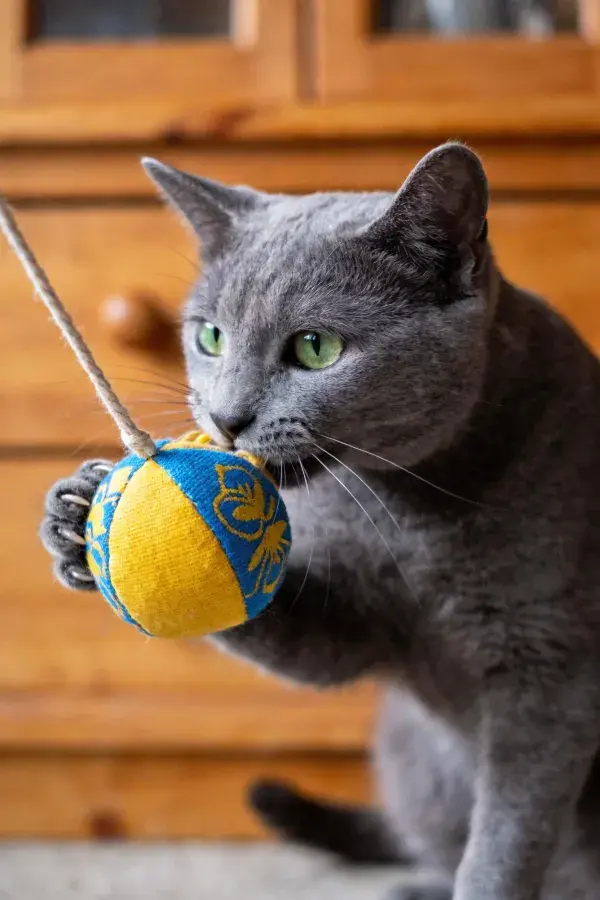 灰色短毛猫玩彩色布制玩具于木质家具前