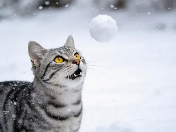 雪地中短毛虎斑猫注视雪团场景