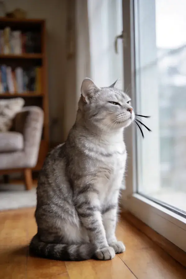 银灰虎斑短毛猫依窗而坐的场景