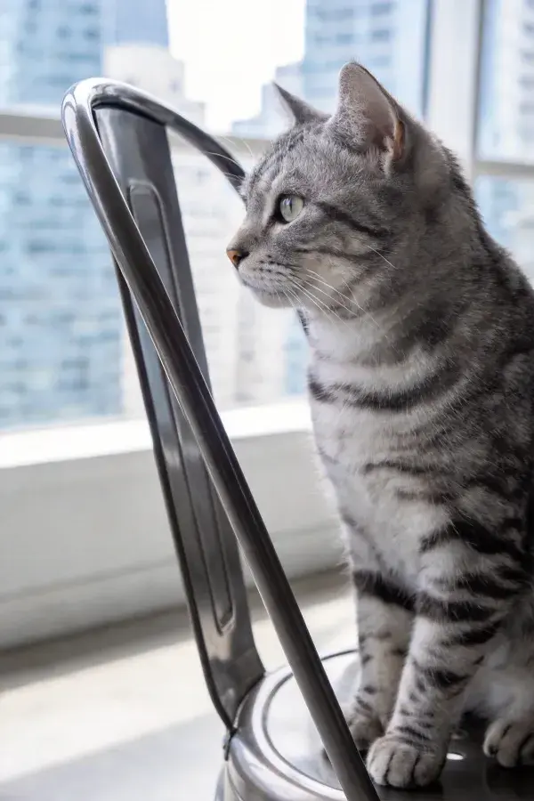 窗边金属椅上的短毛虎斑猫