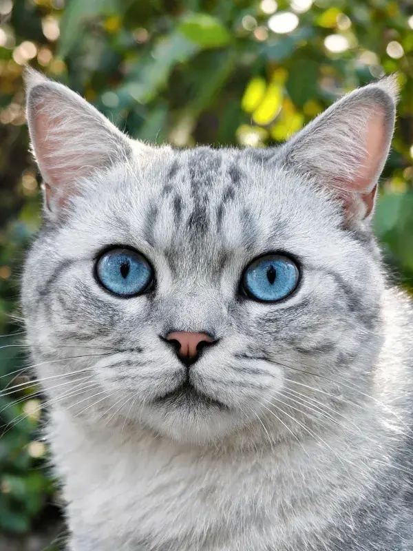 户外绿植前的银色短毛猫