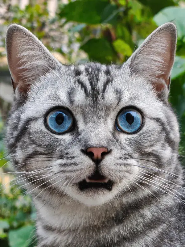 银色虎斑短毛猫在绿植背景前的特写画面