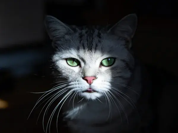 阴暗场景中特写的灰白短毛家猫