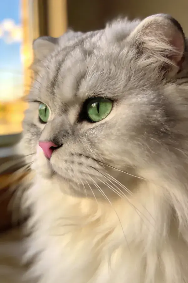 长毛灰白相间猫咪近景特写