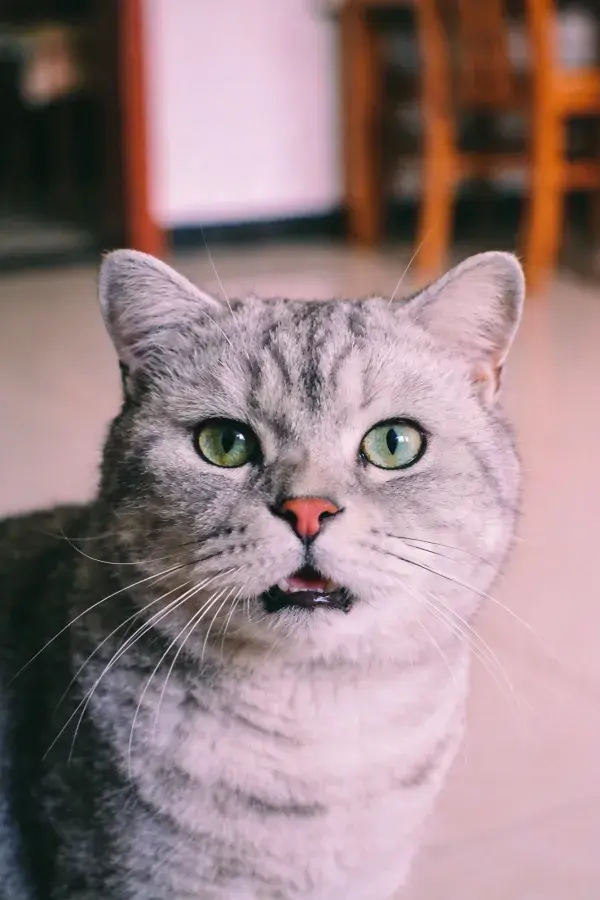 英短蓝银渐层猫近距离特写