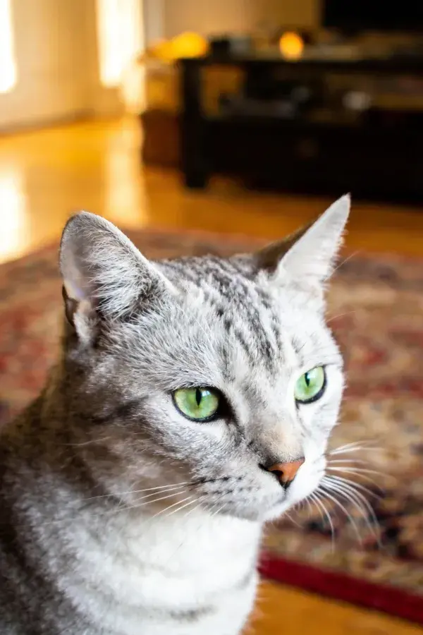 银灰短毛猫在室内地毯上凝视