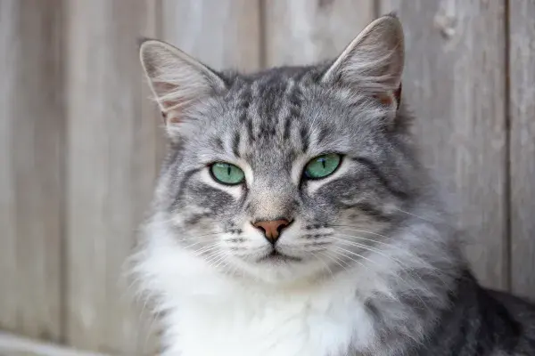 长毛虎斑猫在木质背景前的特写镜头