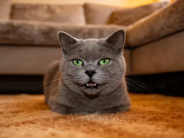客厅地毯上的英国短毛猫