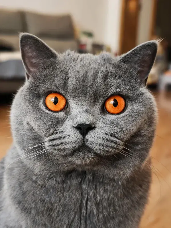 室内环境中英国短毛猫特写