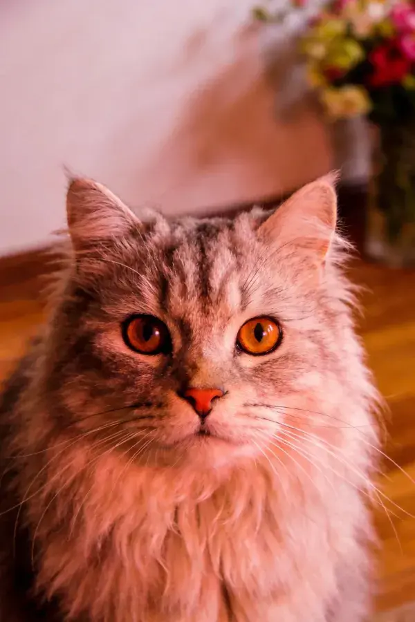 室内暖光下长毛猫特写