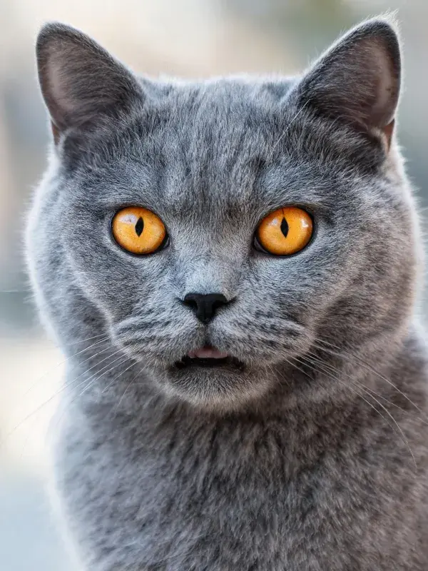清晰背景下的蓝灰色英国短毛猫肖像
