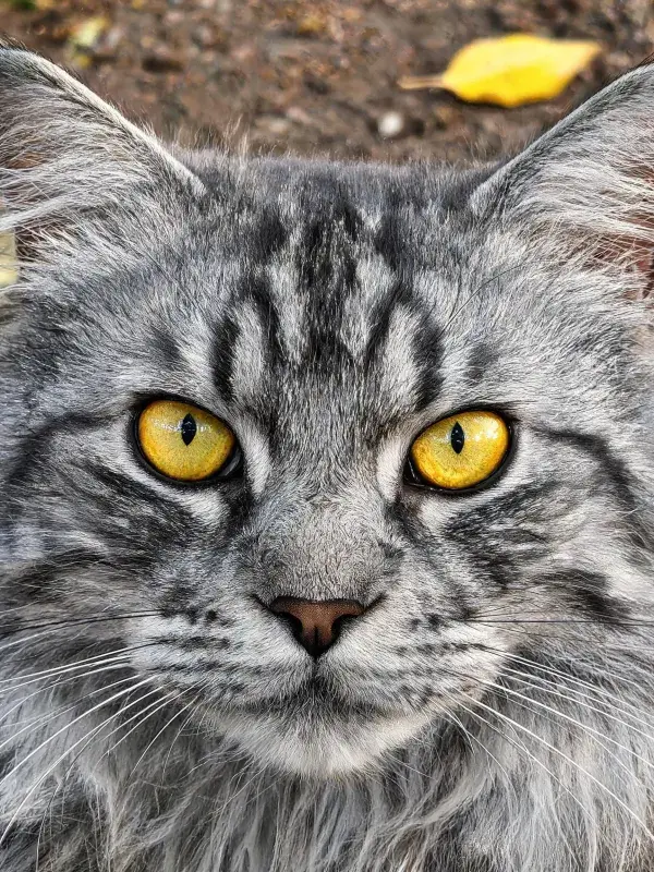 灰色缅因猫近距离特写