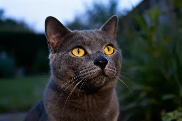 花园环境中英短蓝猫的特写