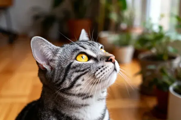 室内环境中虎斑短毛猫仰望特写