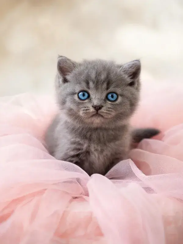 英国短毛猫在柔纱上的凝视