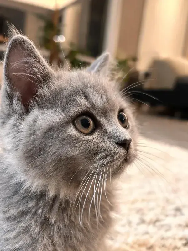 英国短毛猫软毛特写近景