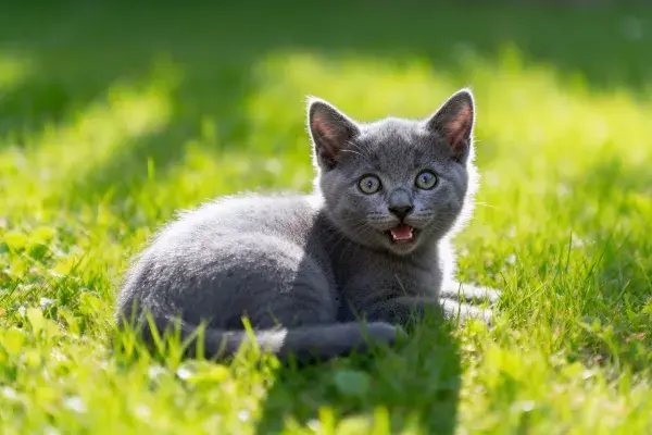 草地阳光下英国短毛猫休憩图