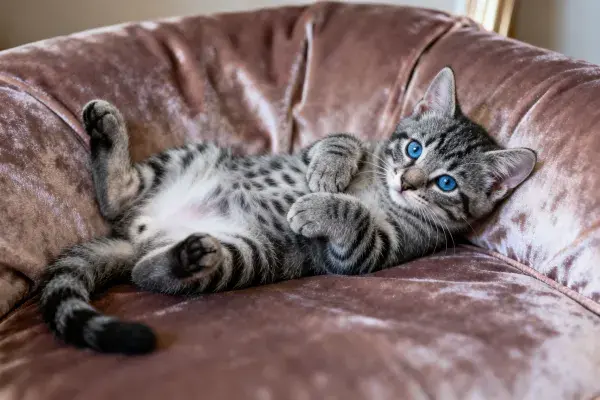 酒红色沙发上的斑点短毛猫休憩状态捕捉