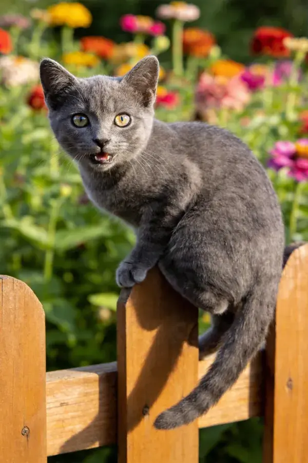 灰色短毛家猫倚靠木栅栏