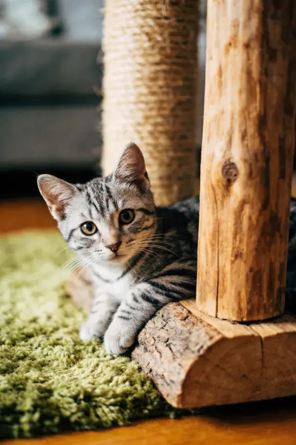 银灰虎斑短毛家猫依木架而卧