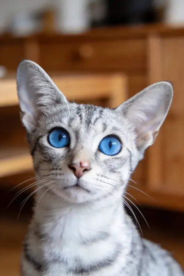 银虎斑猫的近距离观察