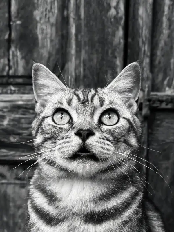 短毛家猫注视木质背景