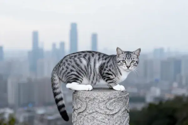 城市景观中的灰虎斑短毛猫